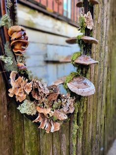 mushrooms and moss growing on the side of a wooden fence in front of a building