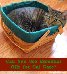 a cat laying in a basket on the floor with text can you use essential oils for cat care?