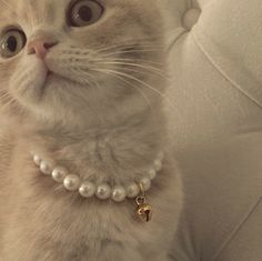 a white cat wearing a pearl necklace