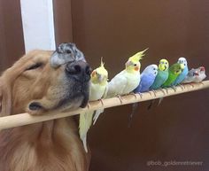 a dog is chewing on a stick with birds sitting on it