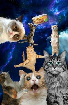 many cats are looking up at the sky with their heads in the air and one cat has its mouth open