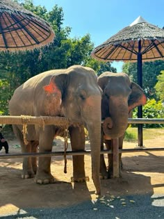 two elephants standing next to each other under umbrellas