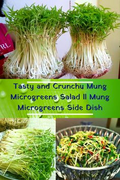 various pictures of different types of food in bowls and pans with the words tasty and crunch mung microgreens salad ii mung microgreens side dish