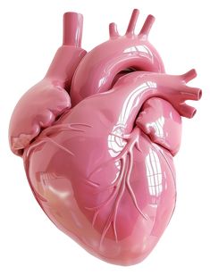 an image of a human heart that is pink and shiny with white lines on it