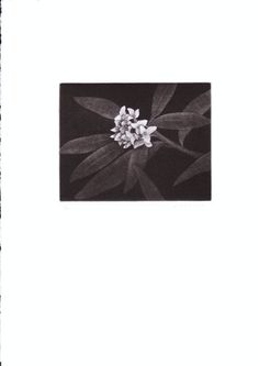 a black and white photo with flowers in the middle, on top of a paper