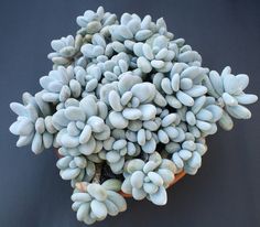 a bunch of small white flowers on top of each other in a planter with dark background