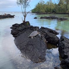 a turtle is laying on the rocks in the water