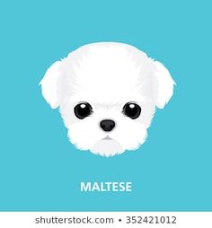 a white dog with black eyes is on a blue background and has the words maltesse written below it