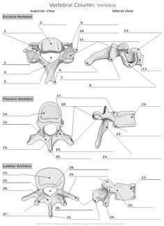 diagram of the vertebral column and its attachments, labeled in text