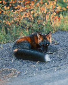 an orange and black fox laying on the ground