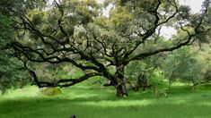 The Coast Live Oak is a beautiful evergreen oak that is native to the coastal regions of California. It grows predominantly west of the central valleys, as far north as Mendocino County, and as far south as northern Baja California in Mexico. This tree typically has a much-branched trunk and reaches a mature height of 10-25 meters. Some specimens may attain an age exceeding 250 years, with trunk diameters up to three or four meters. Its form is highly variable, and younger trees are often shrubb Coast Live Oak, Live Oak Trees, Central Valley, Live Oak, Cayman Islands, Pitcairn Islands, Indian Ocean, British Indian Ocean Territory, The Coast