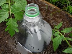 an empty water bottle sitting on the ground in front of some green plants and dirt