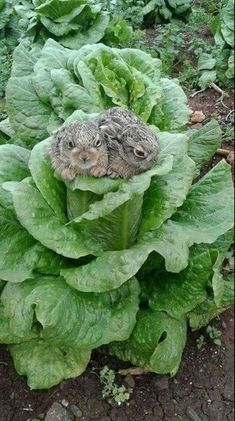 two baby birds sitting in the middle of some lettuce