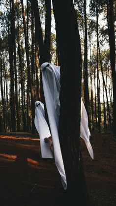 white cloth wrapped around a tree in the woods