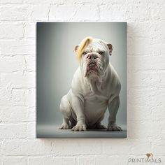 a white bulldog sitting on top of a floor next to a brick wall with a yellow headband