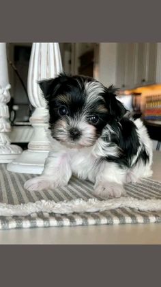 a small black and white dog sitting on top of a rug