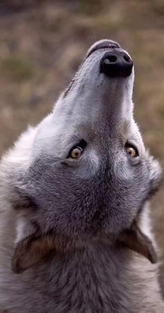 a wolf looking up at the sky with its mouth open