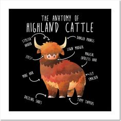 the anatomy of a highland cattle on a black background with words in english and spanish