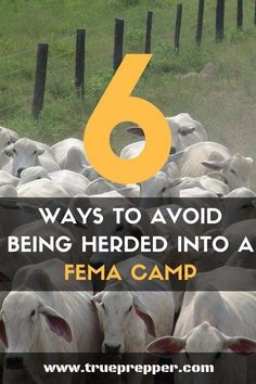 6 Ways to Avoid Being Herded into a FEMA Camp - We'll spoil the big way to avoid it: be prepared! Most people that end up in camps seek them out. Don't have a reason to seek help. #preparedness #prepping #prepper #shtf Homesteading Projects, Survival Knowledge, Emergency Planning, Survival Hacks, Emergency Prepardness, Survival Stuff