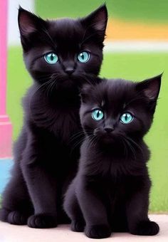 two black kittens sitting next to each other with blue eyes and one is staring at the camera