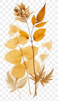 some yellow leaves on a white background with no image in the bottom right hand corner