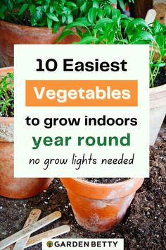 several potted plants with the words 10 easy vegetables to grow indoors year round