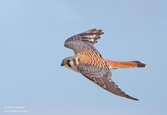 a bird flying in the sky with its wings spread