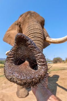 Elephant trunk reaching toward the camera with tusks in the background.