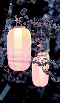 three pink lanterns hanging from a tree branch