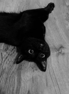 a black cat laying on top of a wooden floor