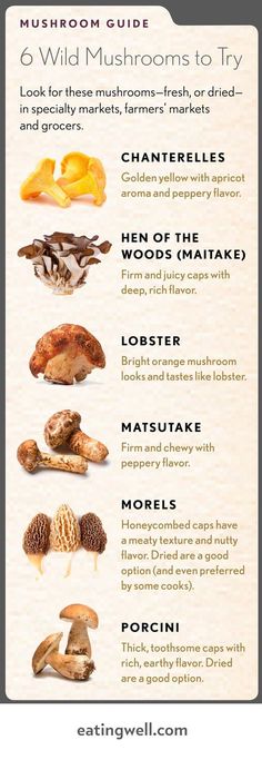 an info sheet with different types of mushrooms