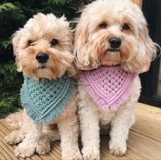 two small dogs wearing knitted scarves sitting on a wooden deck next to a tree