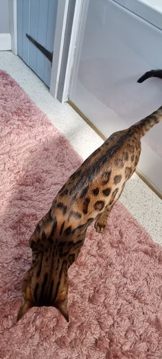 a cat standing on top of a pink rug in front of a door and looking at the floor