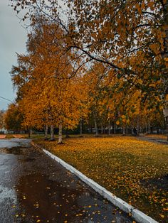 the trees are changing colors in the fall, and there is no image here to provide a caption for