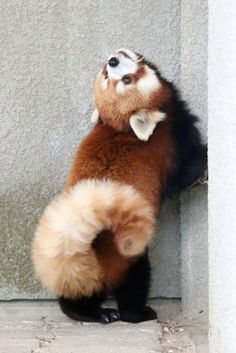 a brown and white animal standing on its hind legs in front of a cement wall