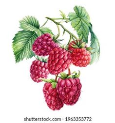 raspberries with green leaves on white background, watercolor painting by hand - stock photo