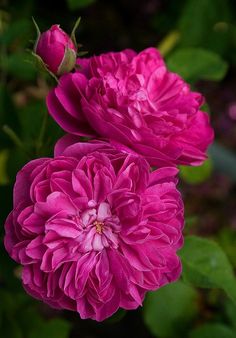 two large pink flowers with green leaves in the foreground and dark background behind them