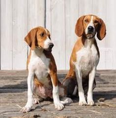 two brown and white dogs sitting next to each other