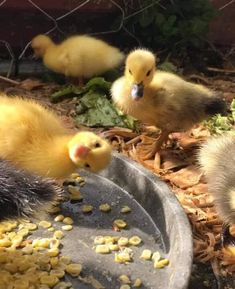 three baby birds are eating from a metal bowl on the ground next to some corn