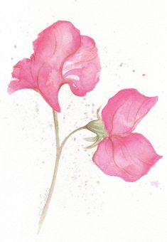 two pink flowers on a white background