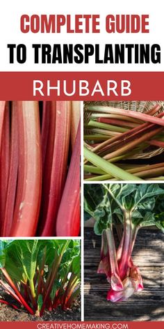 the complete guide to transplanting rhubarb