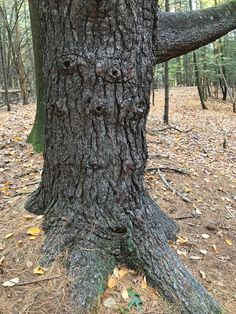 a large tree with many faces on it's trunk in the woods near some leaves