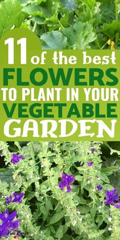 purple flowers with green leaves and text overlay that says 11 of the best flowers to plant in your vegetable garden