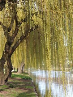 the tree is next to the water and has yellow leaves on it's branches