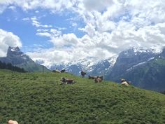 Próxima dos Alpes, região de #Lucerna foge dos grandes clichês suíços. Foto: Mariliz Pereira Jorge/Folhapress. Natural Landmarks