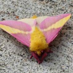 a pink and yellow moth sitting on top of a cement floor next to a wall