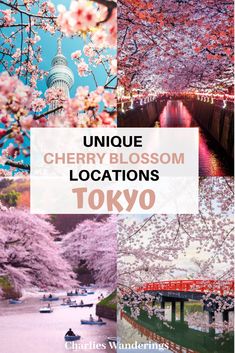 the cherry blossom locations in tokyo