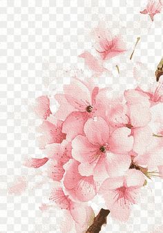 pink flowers on a white background png