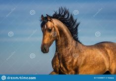 a brown horse with black manes running in the wind on a blue sky background