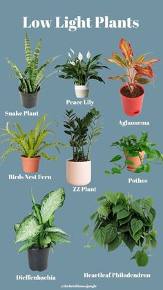 House In The Suburbs, Safe House Plants, Gardening At Home, Water Plants Indoor, Best Plants For Bedroom, Saving Methods, Low Maintenance Indoor Plants, Lucky Plant, Plant Care Tips